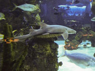 nashville aquarium restaurant shark