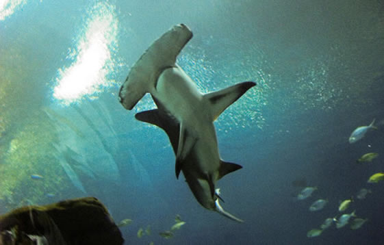 hammerhead shark at Georgia Aquarium