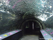 newport aquarium tunnel picture