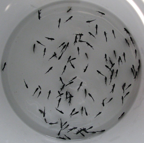 black angelfish in a bucket