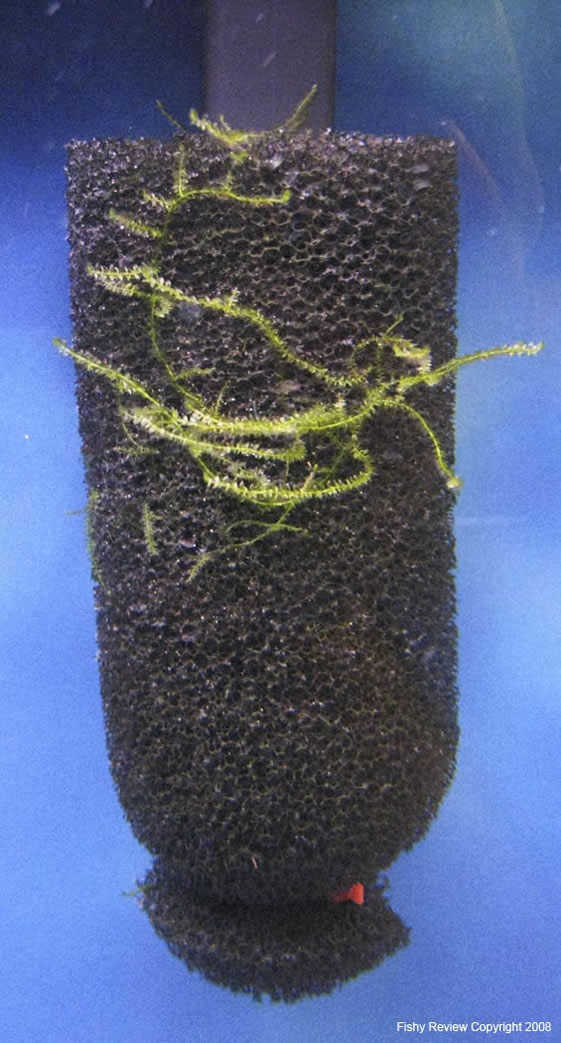 prefilter sponge with java moss