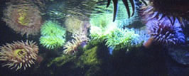 anemones at the Newport Aquarium